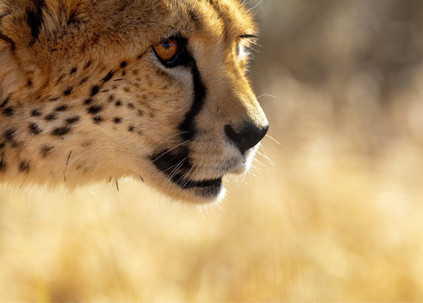 Africký skvost Namibie