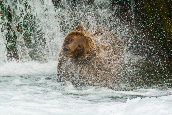 Aljaška - fotoexpedice za medvědy