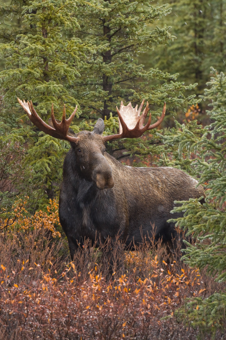 Aljaška - fotoexpedice za medvědy
