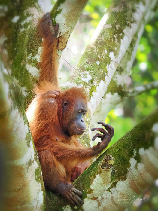 Borneo