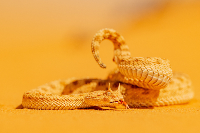 Do Maroka s Lukášem Zemanem