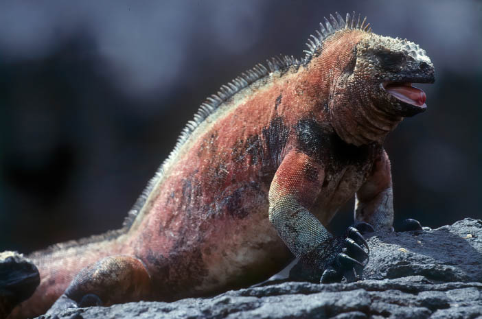 Fotoexpedice Ekvádor a Galapágy