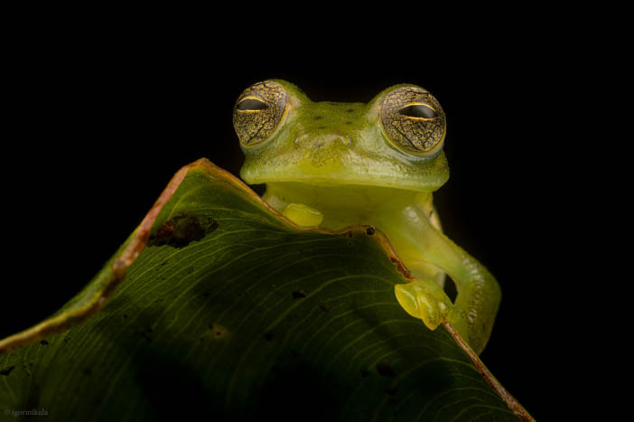 Kolumbie