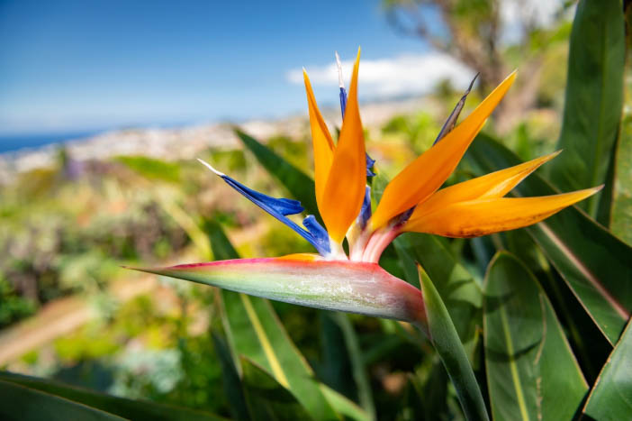 Madeira