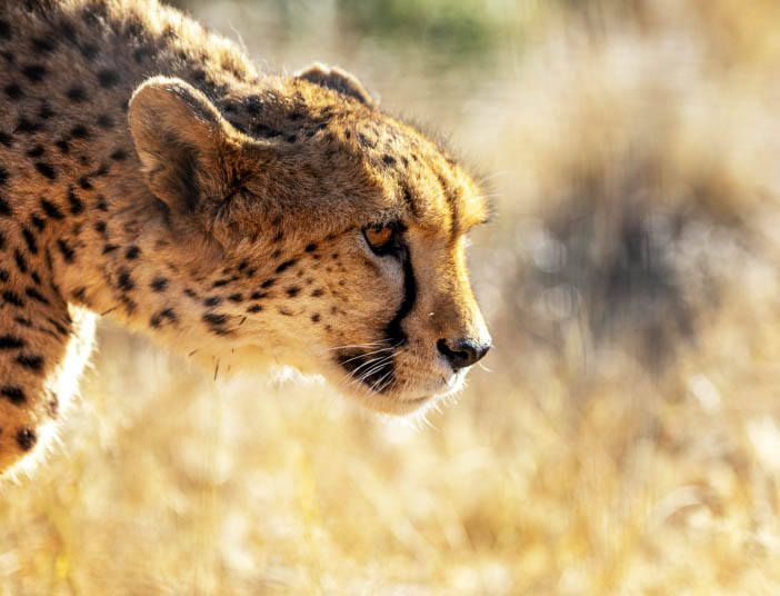 Namibie