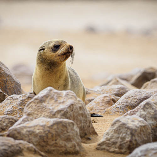 Namibie 2021