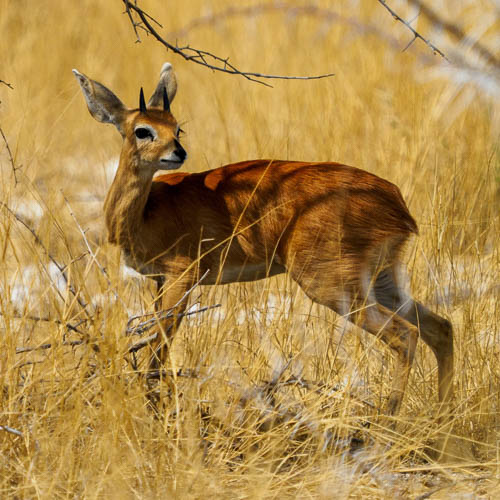 Namibie 2021