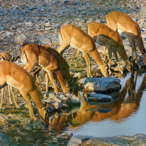 Namibie 2021
