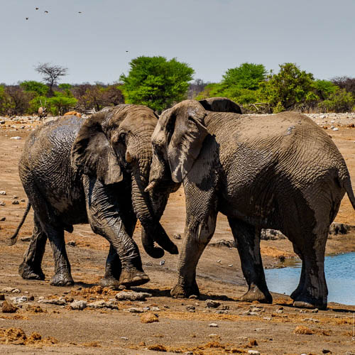 Namibie 2021