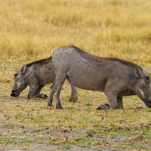Namibie 2021