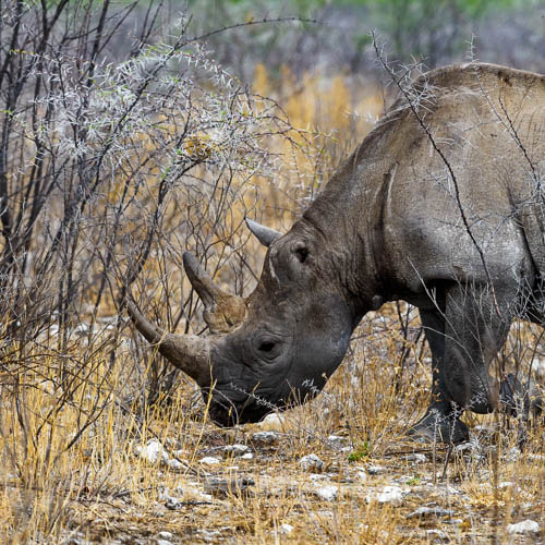 Namibie 2021