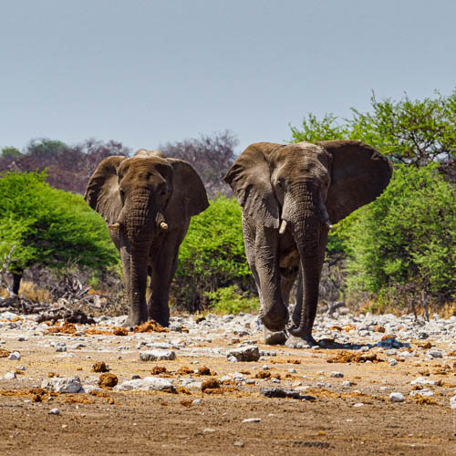 Namibie 2021