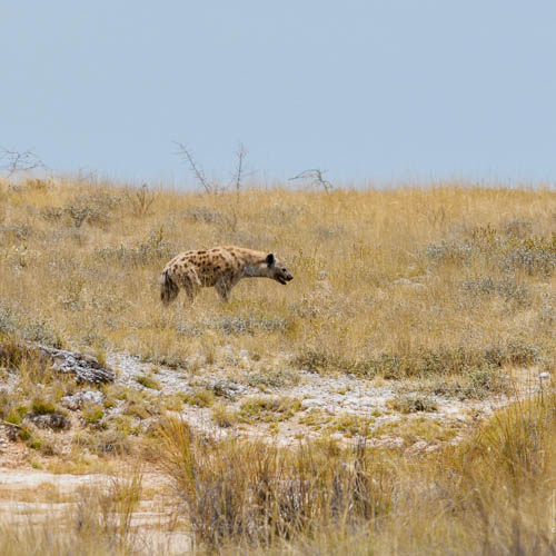 Namibie 2021