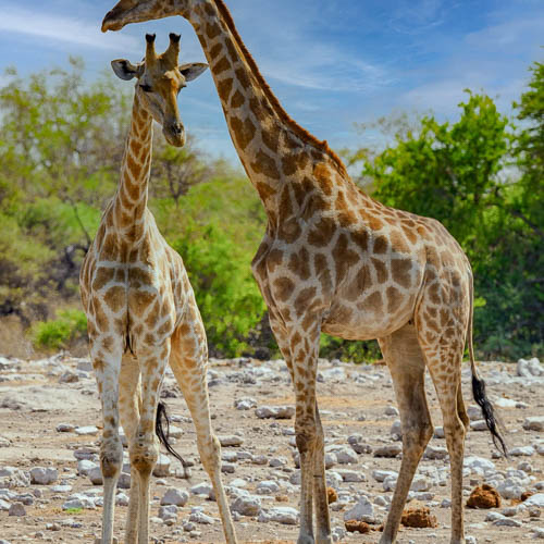 Namibie 2021