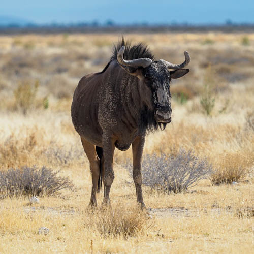 Namibie 2021