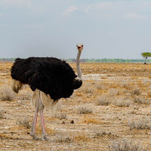 Namibie 2021