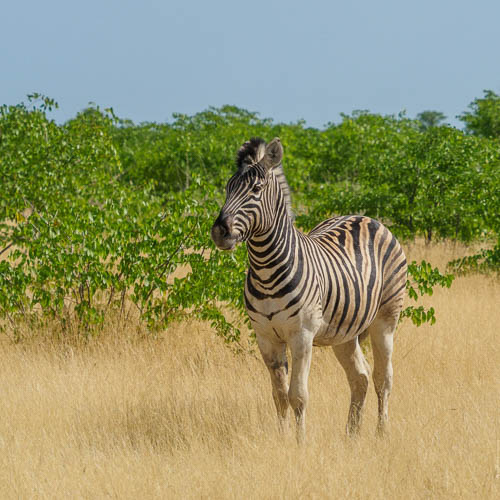 Namibie 2021