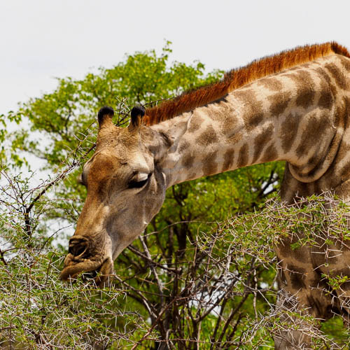 Namibie 2021