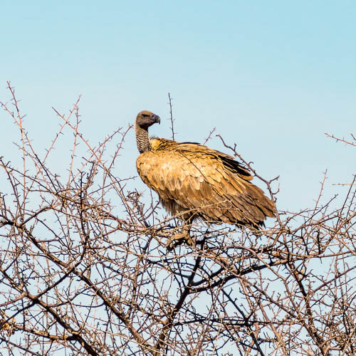 Namibie 2021