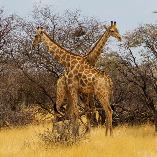 Namibie 2021
