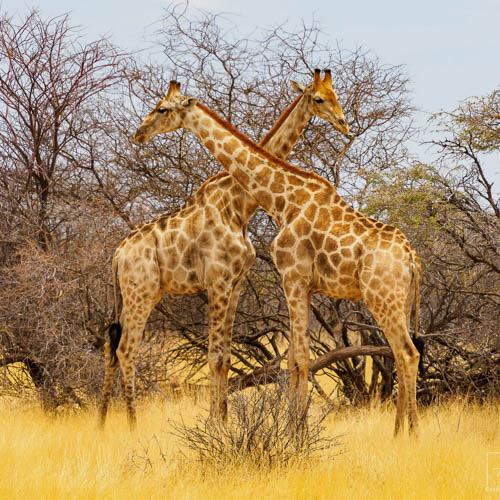 Namibie 2021