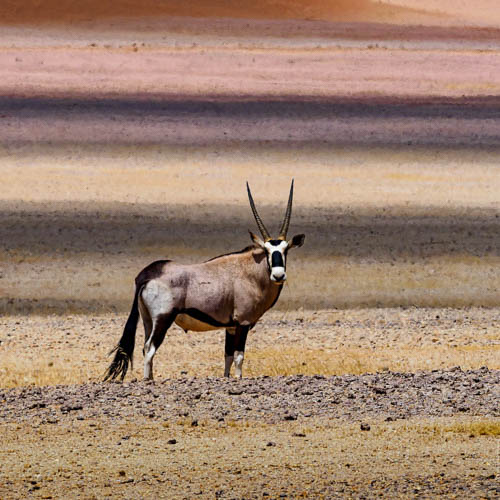 Namibie 2021