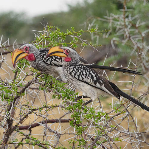 Namibie 2021