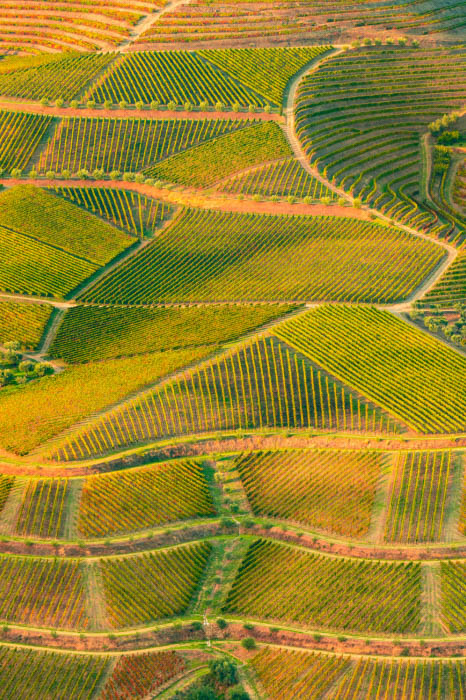 Vinice na řece Douro
