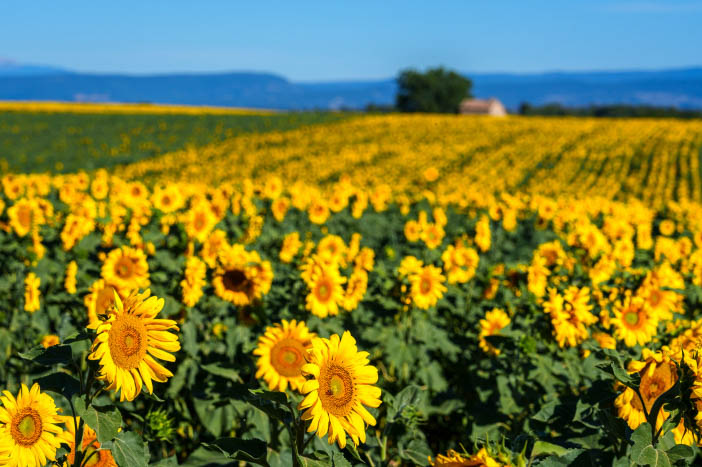 Provence_Valensole