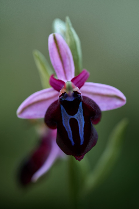 Rhodos_Ophrys sphegodes spruneri_1291