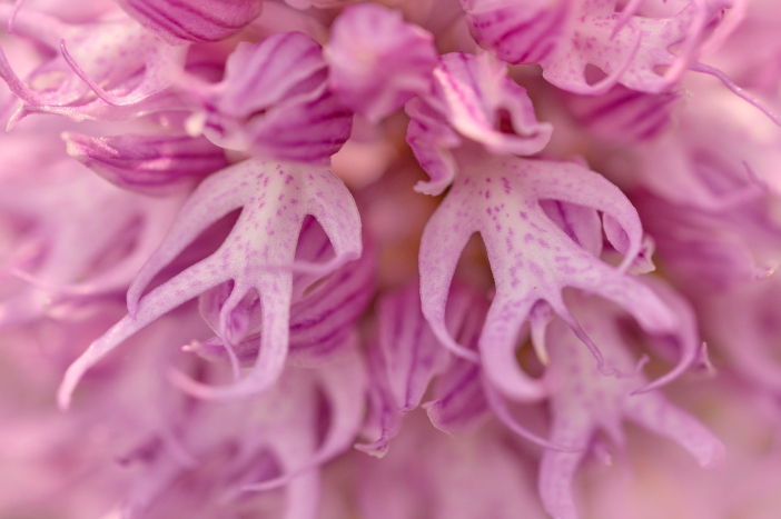 Rhodos_Orchis italica_1150