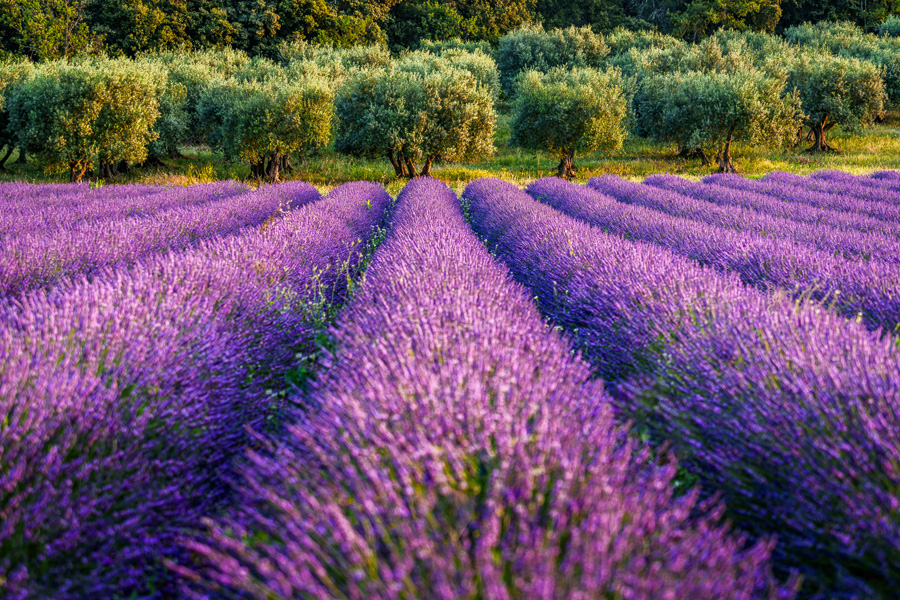 Provence