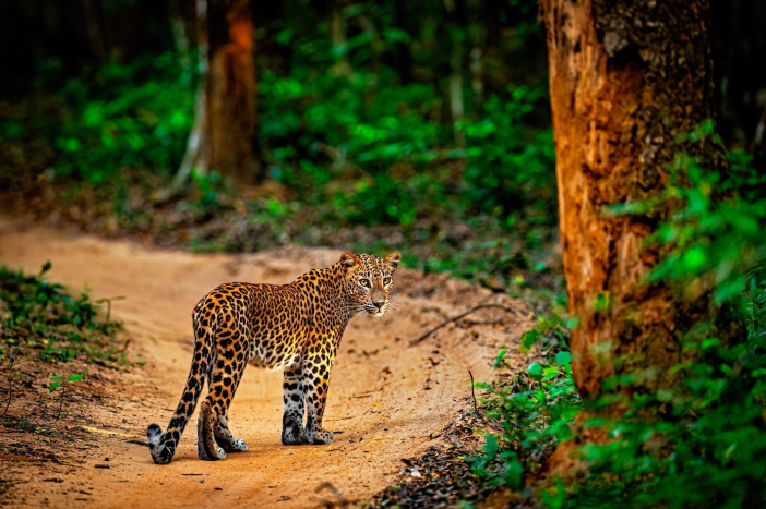 Srí Lanka - fotoexpedice