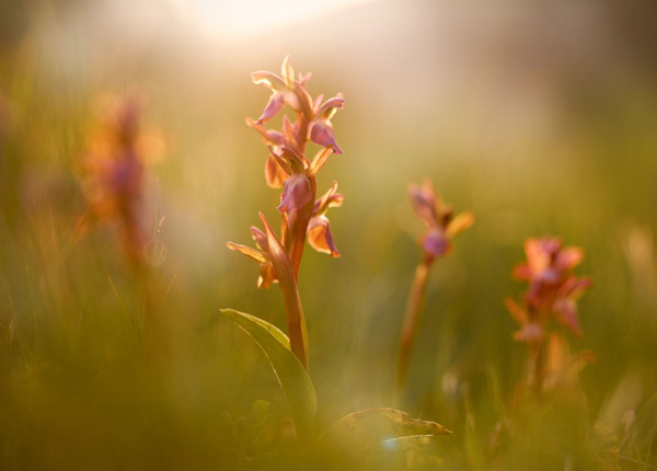 Orchideje na ostrově Rhodos