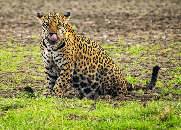 Brazílie - Pantanal