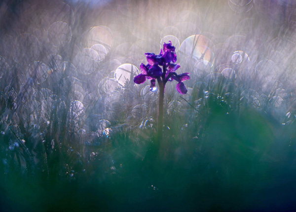 Orchideje v Bílých Karpatech