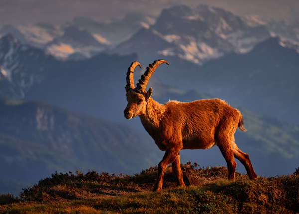 Kozorožci ve Švýcarsku