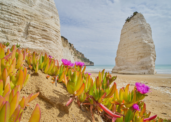 Orchideje na Garganu